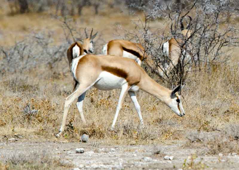 223 - Namibia - antilopes Springbok - parque nacional de Etosha
